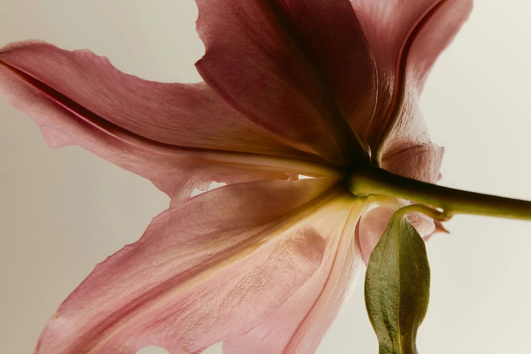 Flor de lírio em tons rosados