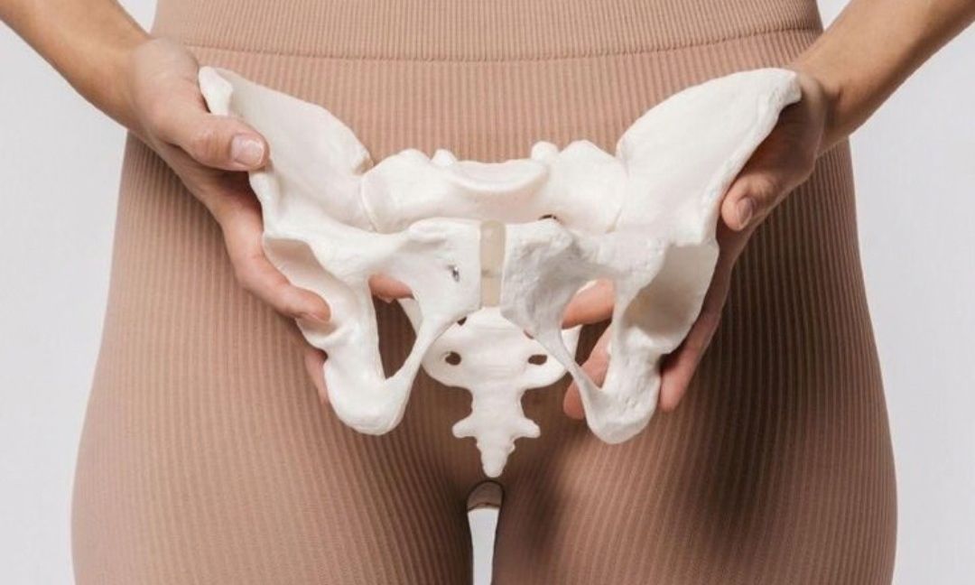 Mulher a segurar um modelo anatómico da bacia em frente ao corpo