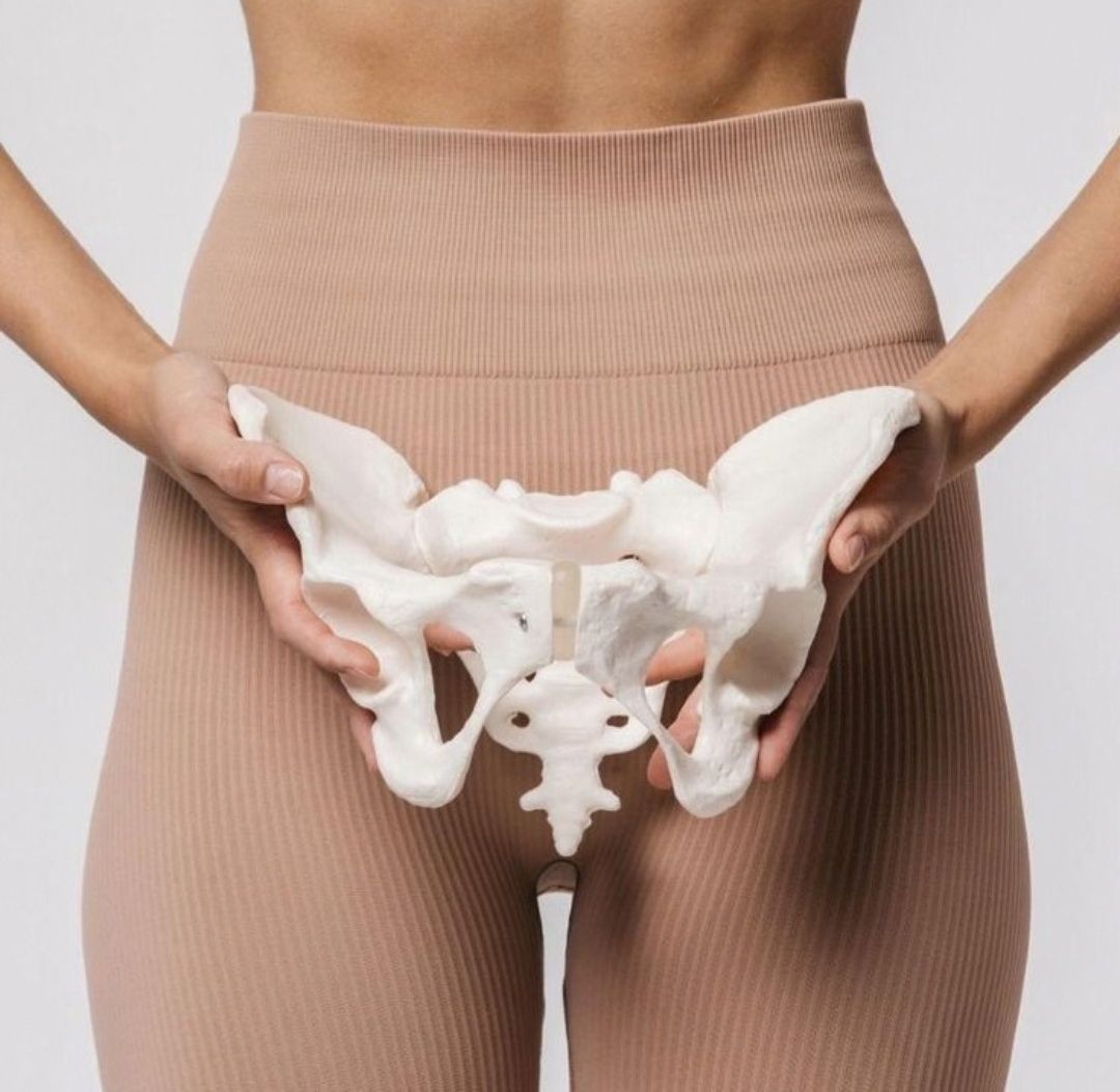 Mulher a segurar um modelo anatómico da bacia em frente ao corpo